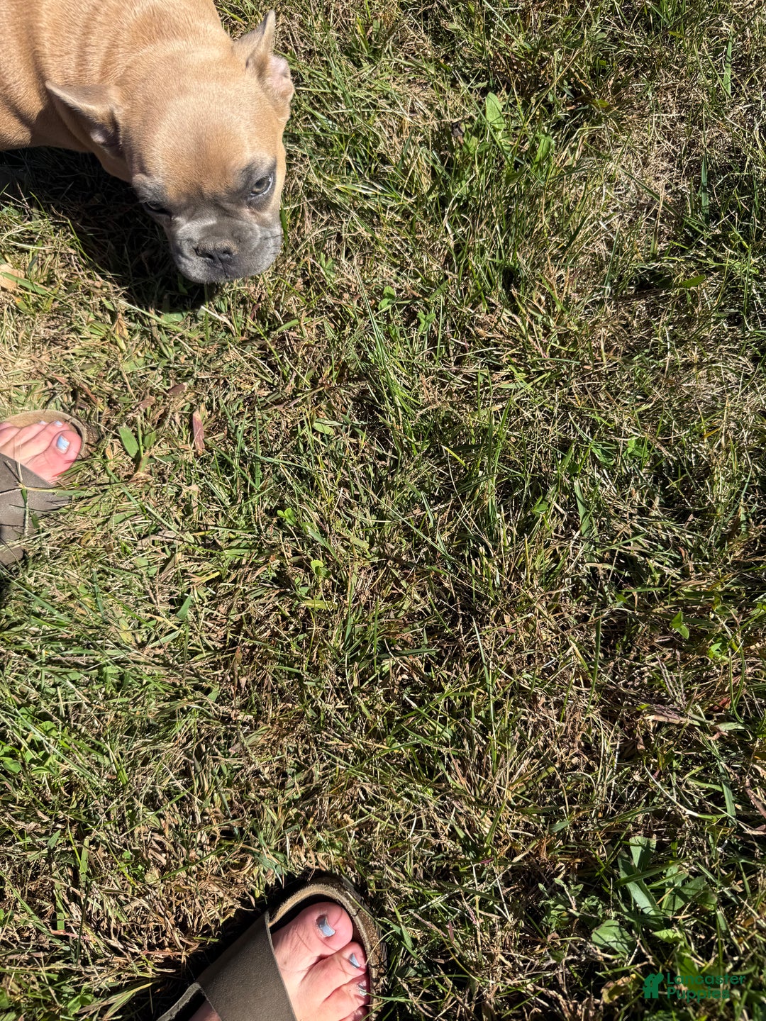 French Bulldog dogs for sale: Susan - Ad 9