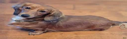 Miniature Dachshund dogs for sale: Miniature Dachshund Puppy 2 - Ad 2