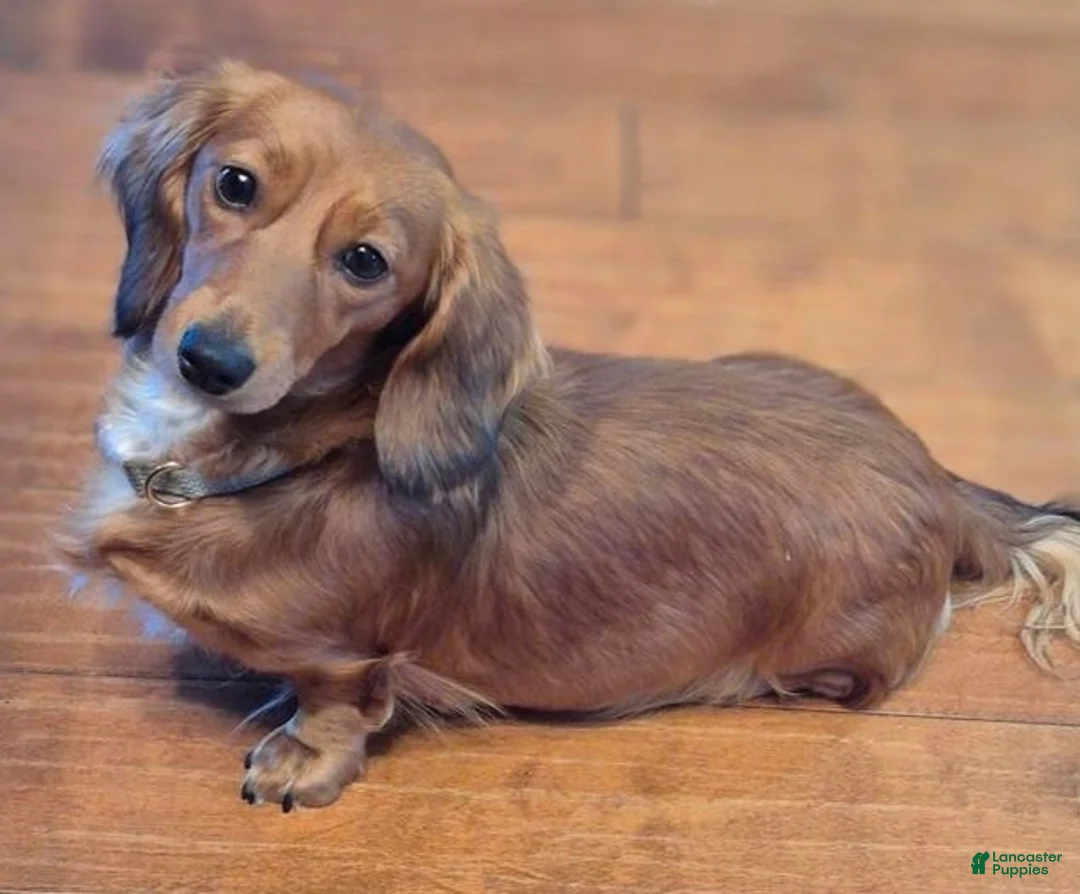 Miniature Dachshund dogs for sale: Miniature Dachshund Puppy 2 - Ad 2