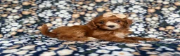Cockapoo dogs for sale: Miley - Ad 6