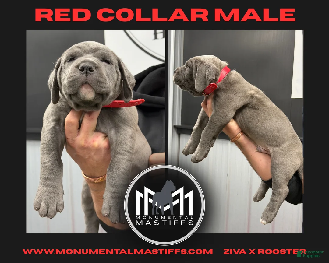 Mixed Breed dogs for sale: Red Collar Male - Ad 2