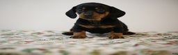 Miniature Dachshund dogs for sale: Bridget - Ad 5