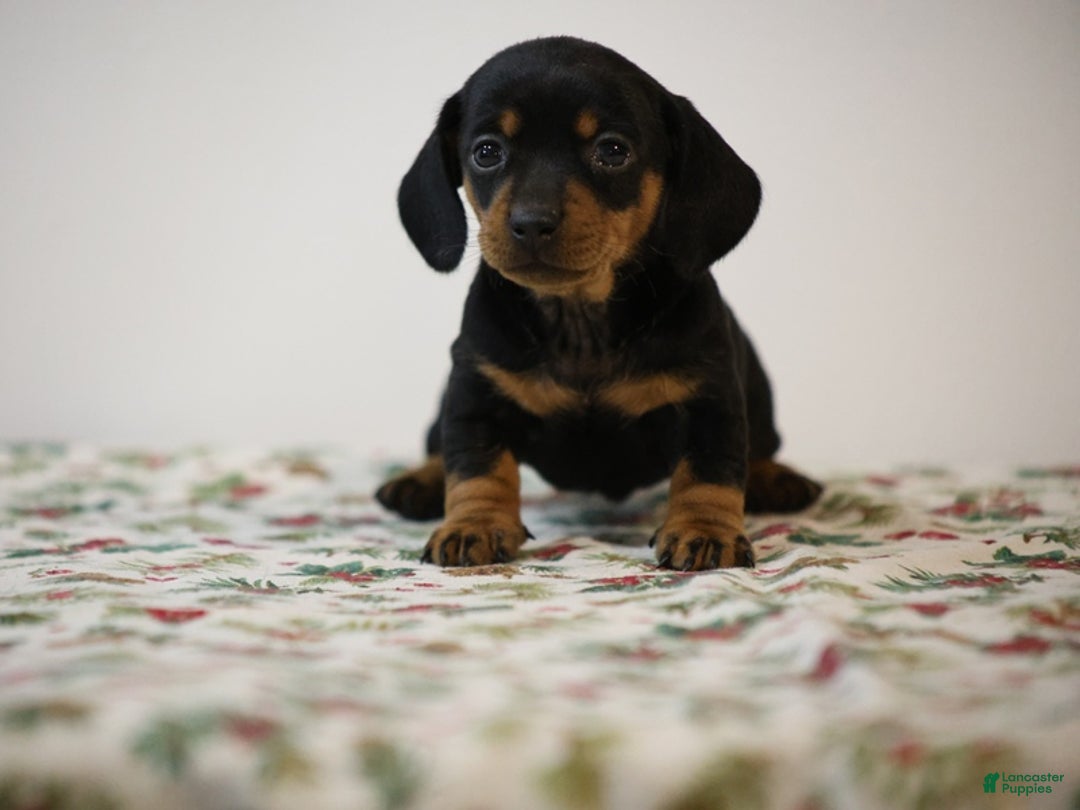 Miniature Dachshund dogs for sale: Bridget - Ad 5