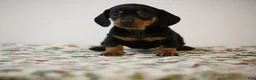 Miniature Dachshund dogs for sale: Bridget - Ad 7
