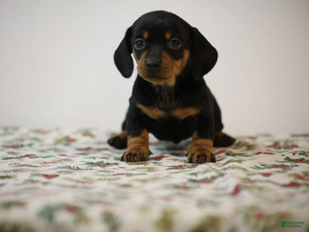 Miniature Dachshund dogs for sale: Bridget - Ad 7