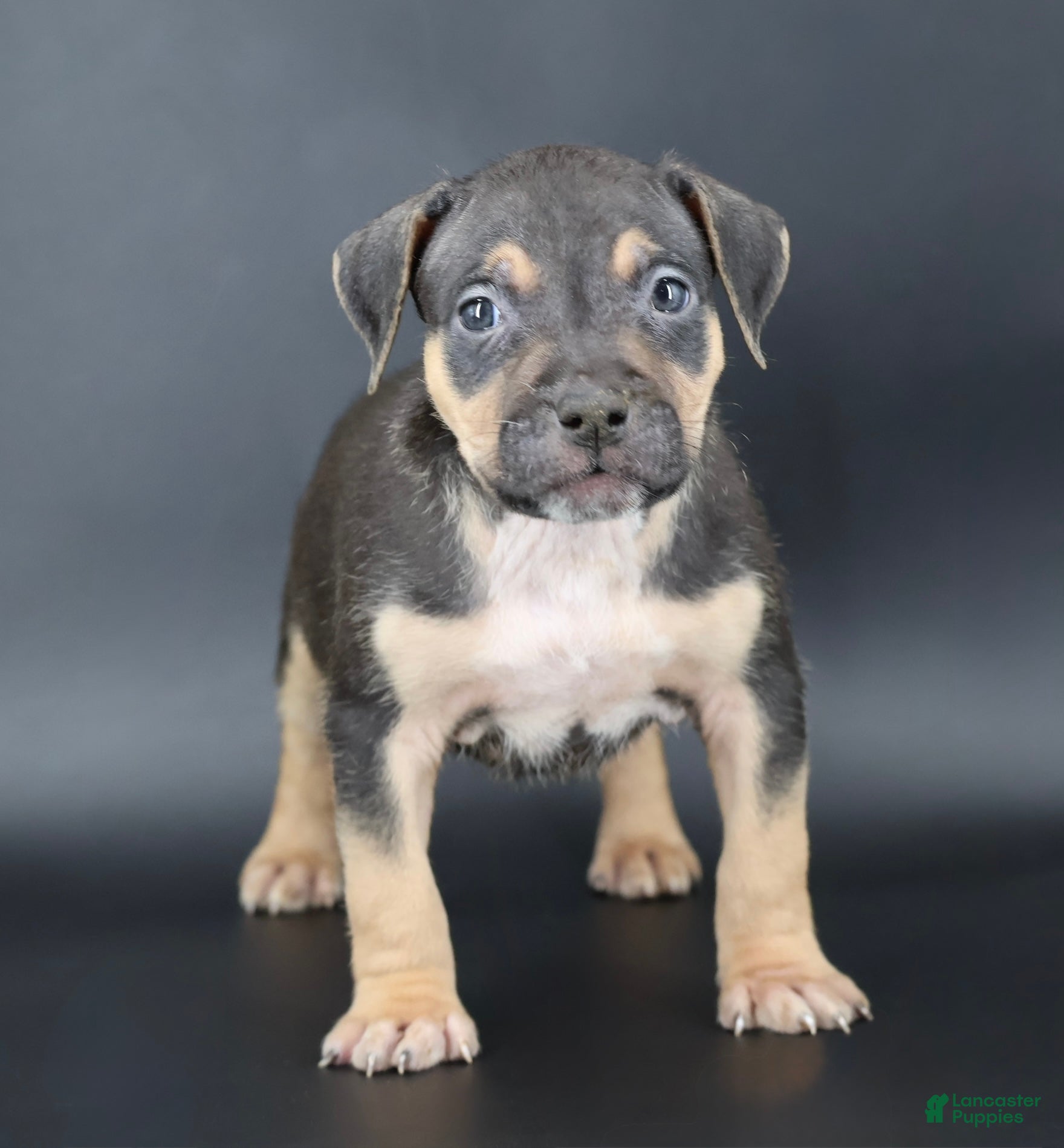 American Bully dogs Caesar - Ad 23