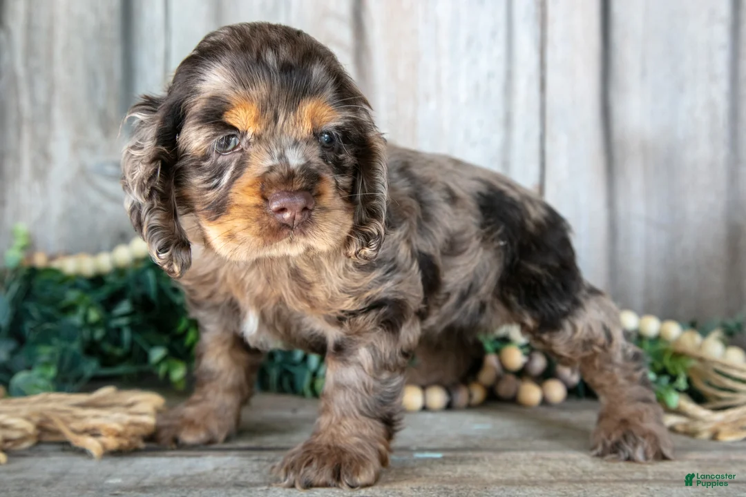 Cocker Spaniel dogs for sale: Annie - Ad 3