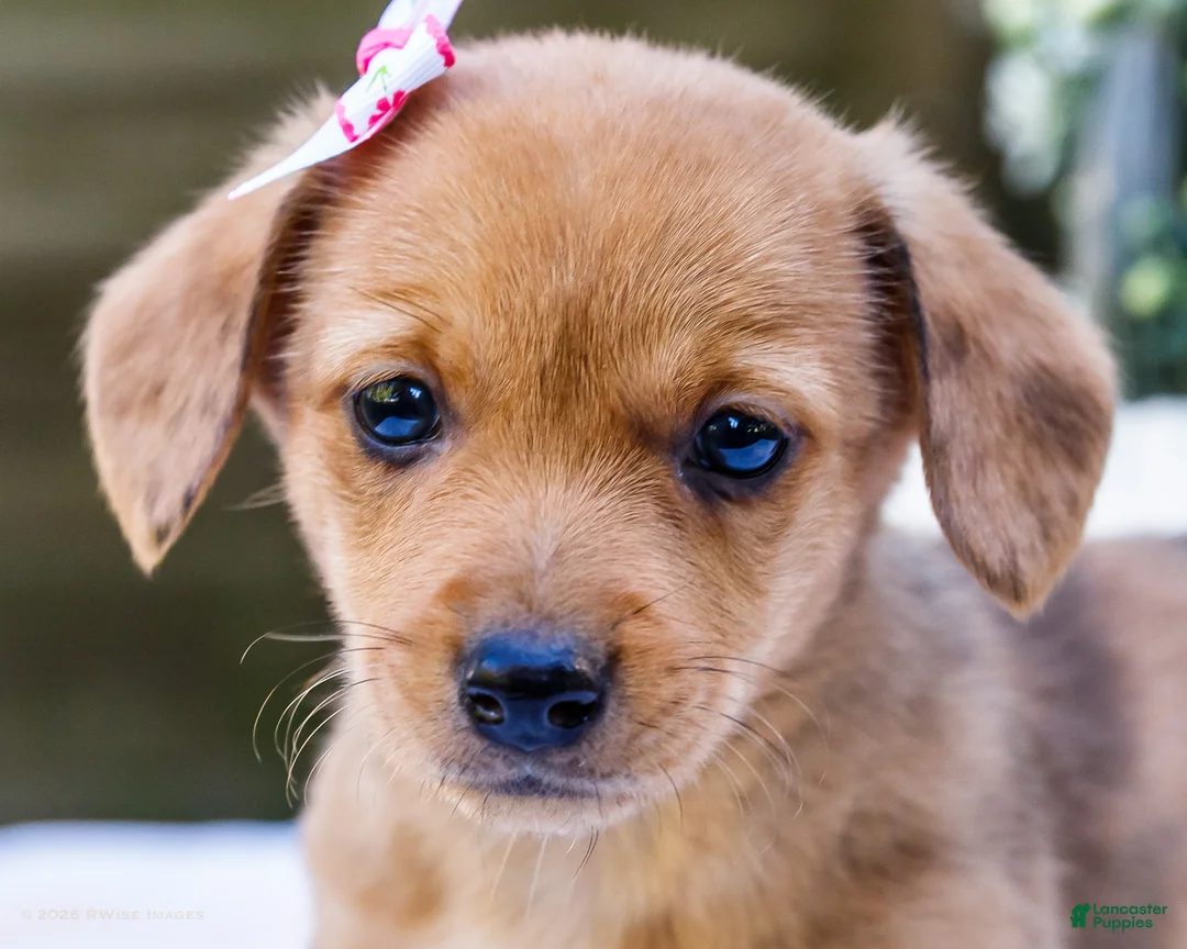 Mixed Breed dogs for sale: Bella - Ad 2