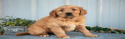 Golden Retriever dogs for sale: Morty - Ad 1