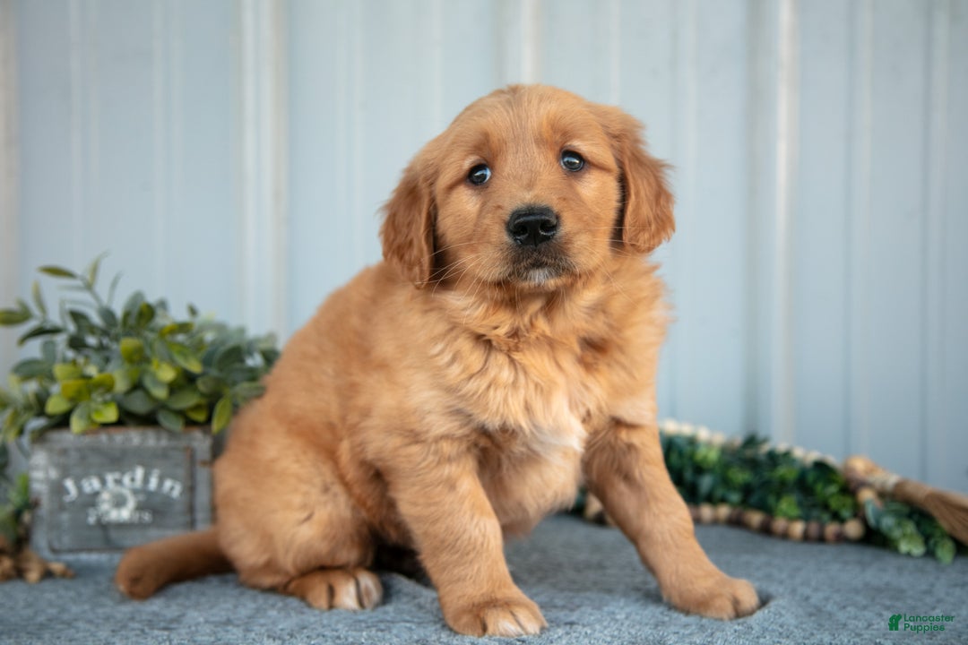 Golden Retriever dogs for sale: Morty - Ad 1
