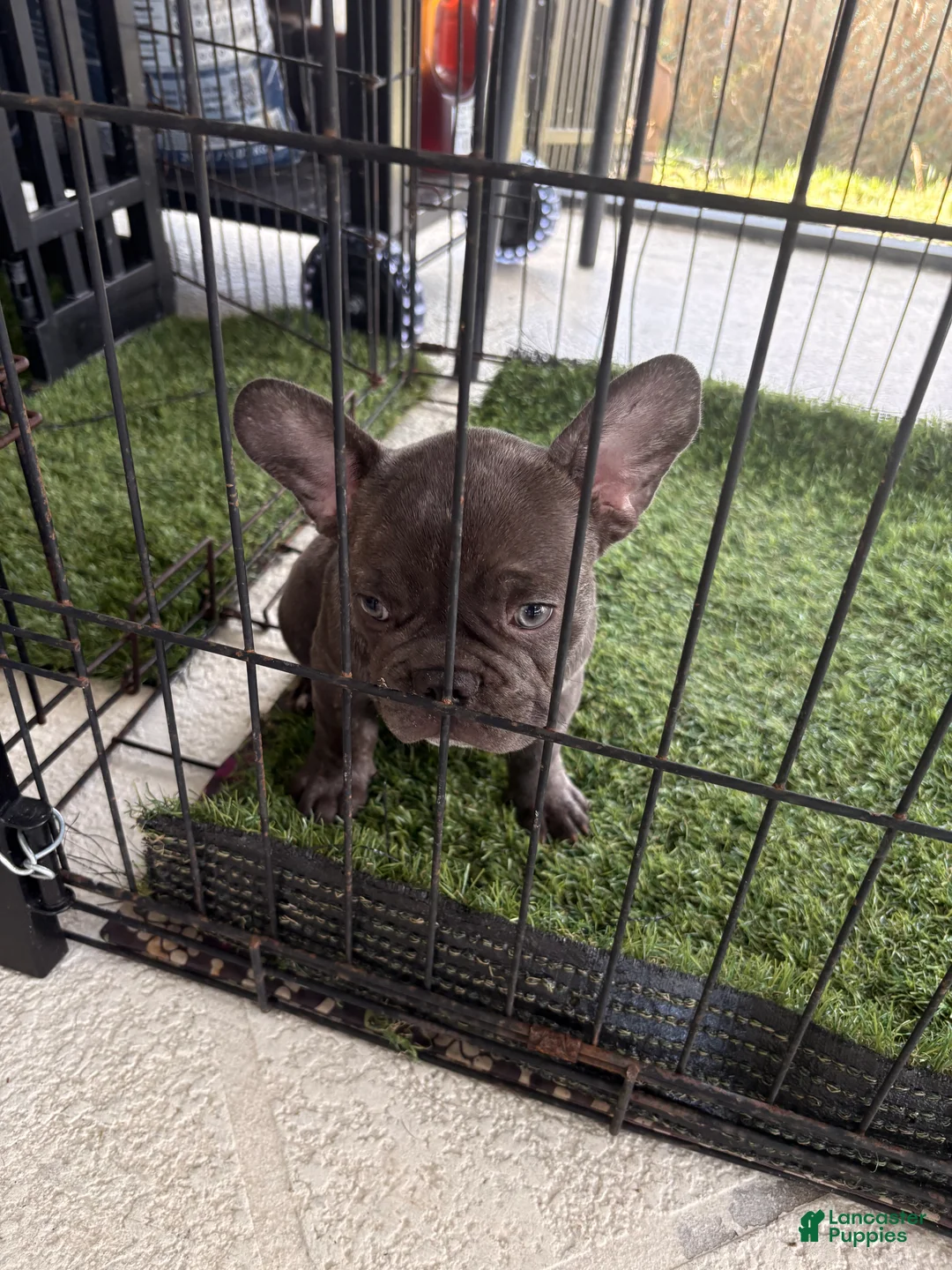 French Bulldog dogs for sale: Lily - Ad 2