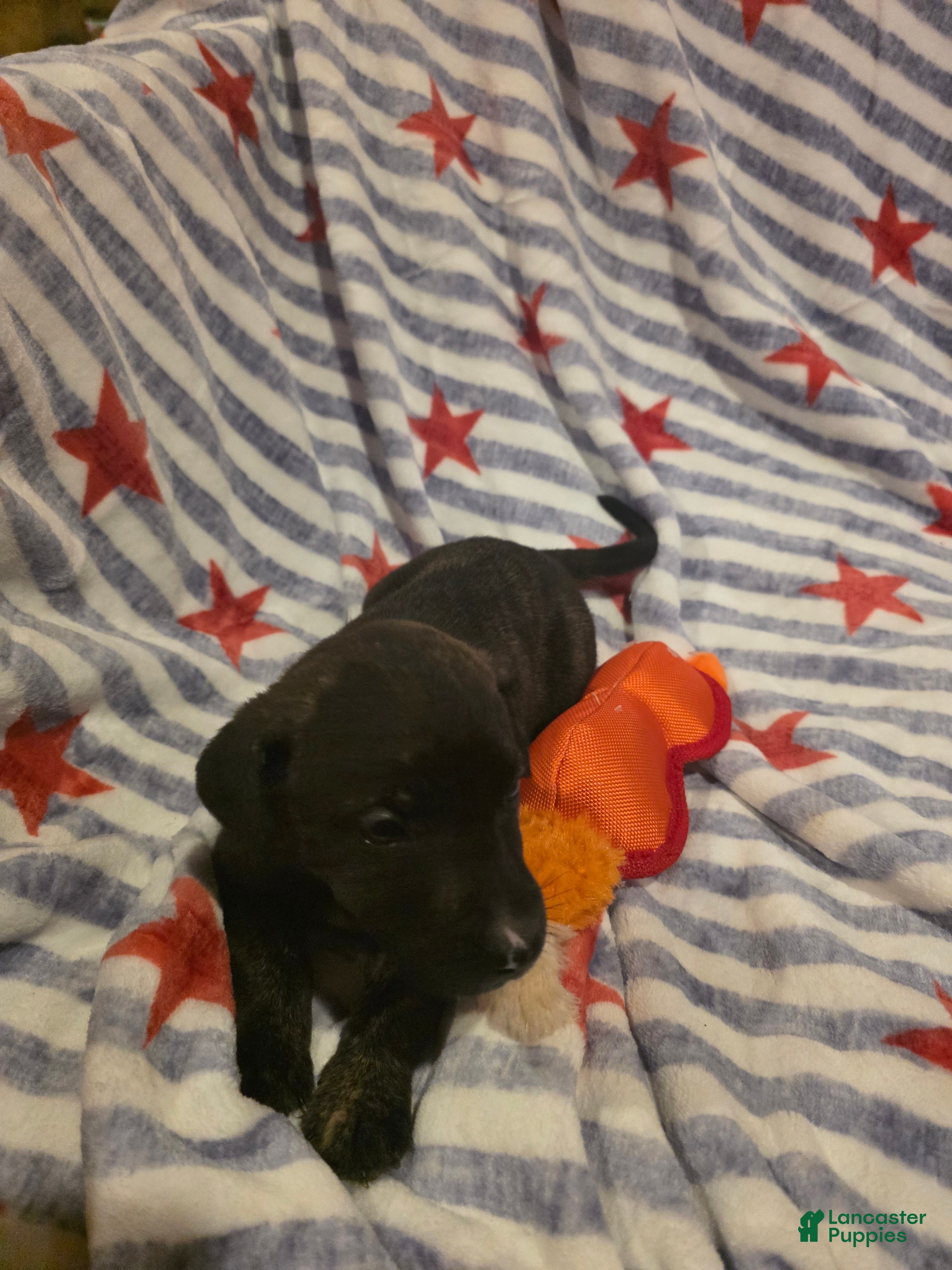 Mixed Breed dogs Mixed Breed 10 - Ad 2