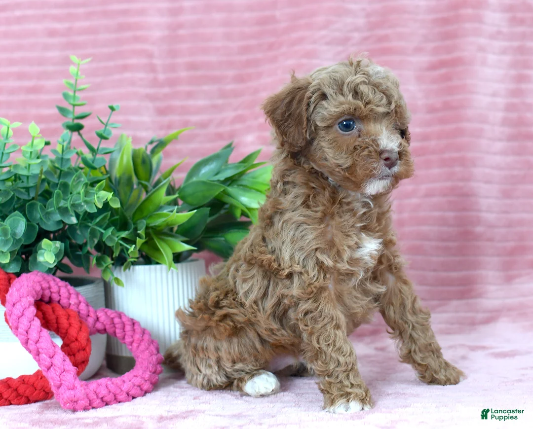 Toy Poodle dogs for sale: Carter-CLEAR GENETIC TEST - Ad 3
