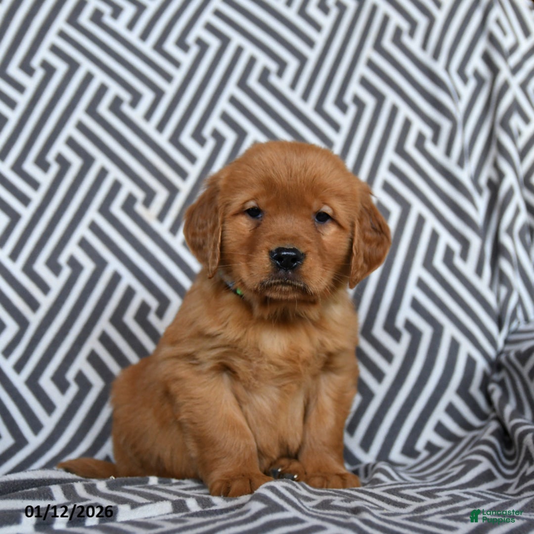 Golden Retriever dogs for sale: Lasagna - Ad 3