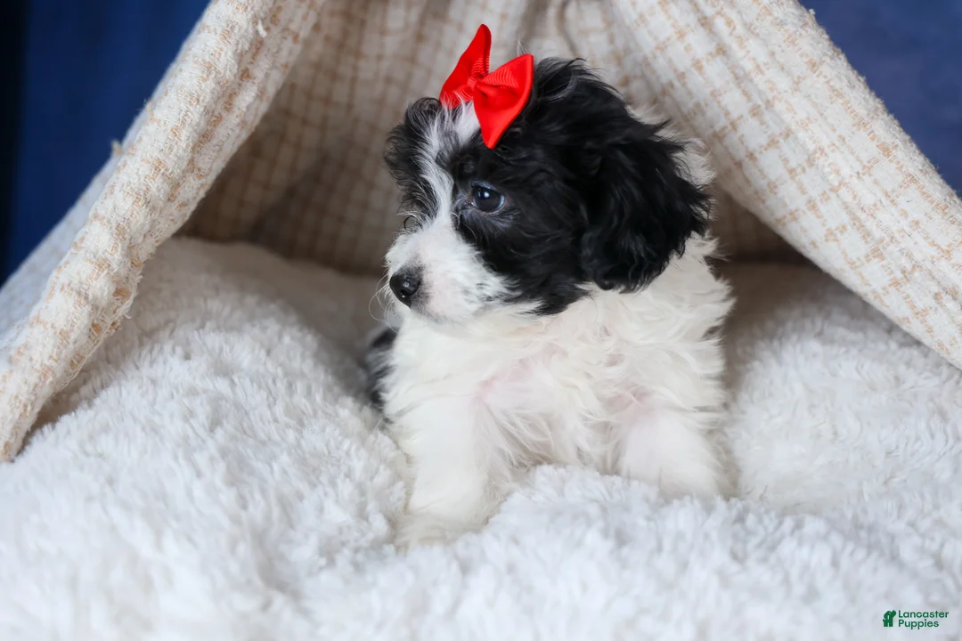 Havapoo dogs for sale: FRITZ - Ad 10