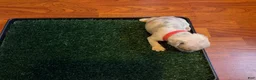 French Bulldog dogs for sale: Snow - Ad 4