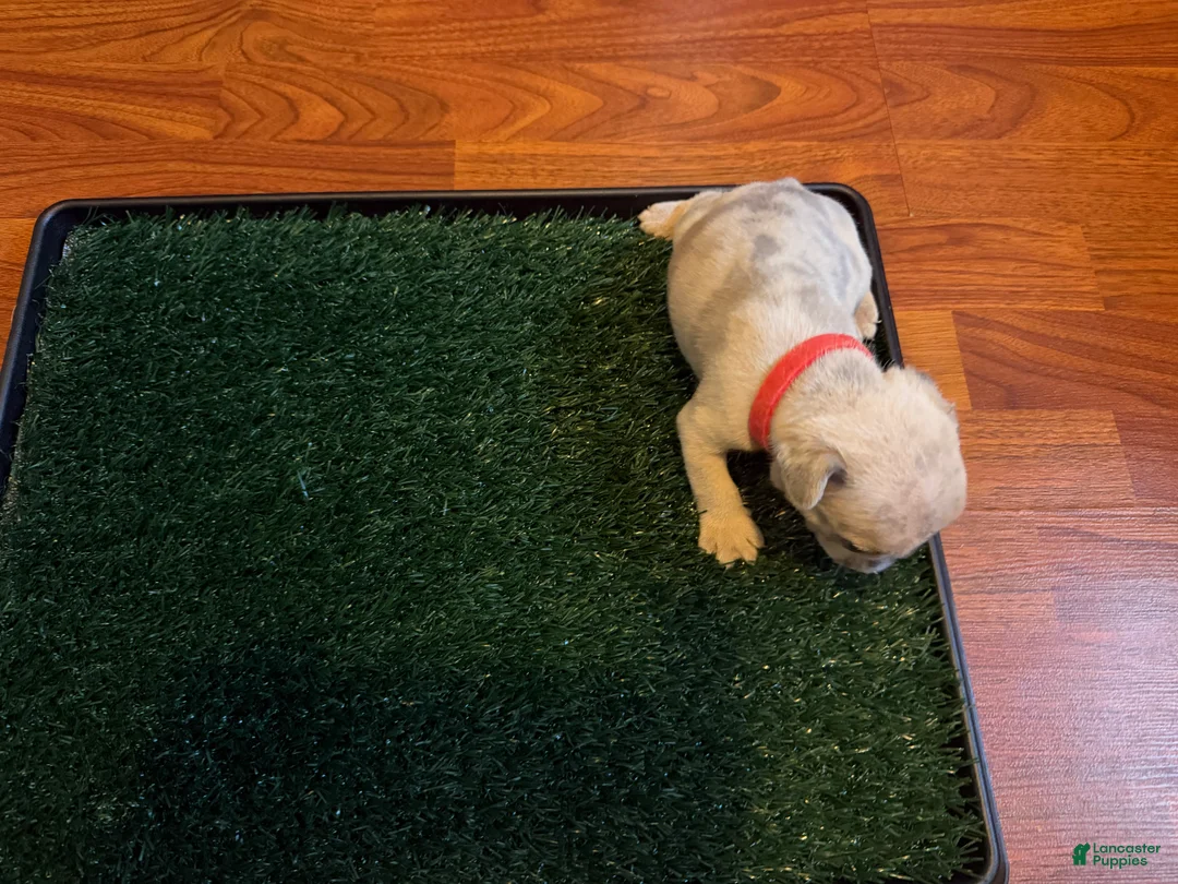 French Bulldog dogs for sale: Snow - Ad 4