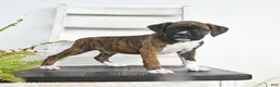 Boxer dogs for sale: Buck - Ad 3