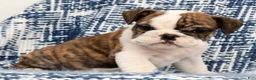 English Bulldog dogs for sale: Ruger - Ad 5
