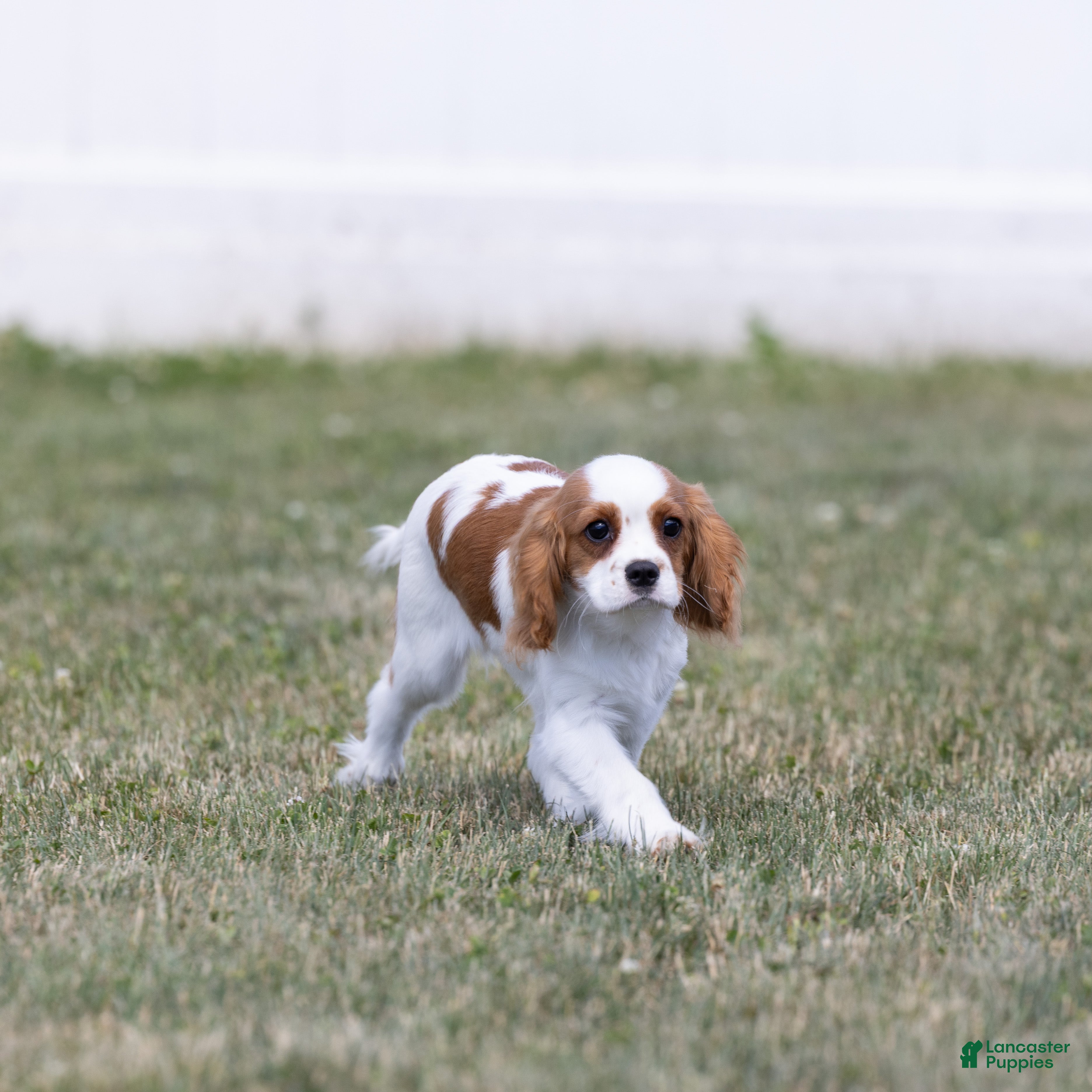 Cavalier King Charles Spaniel dogs Oliver - Ad 2