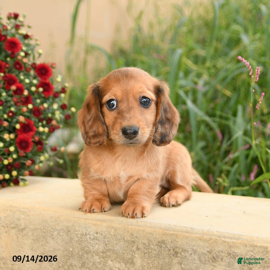 Miniature Dachshund dogs Flower - Ad 2