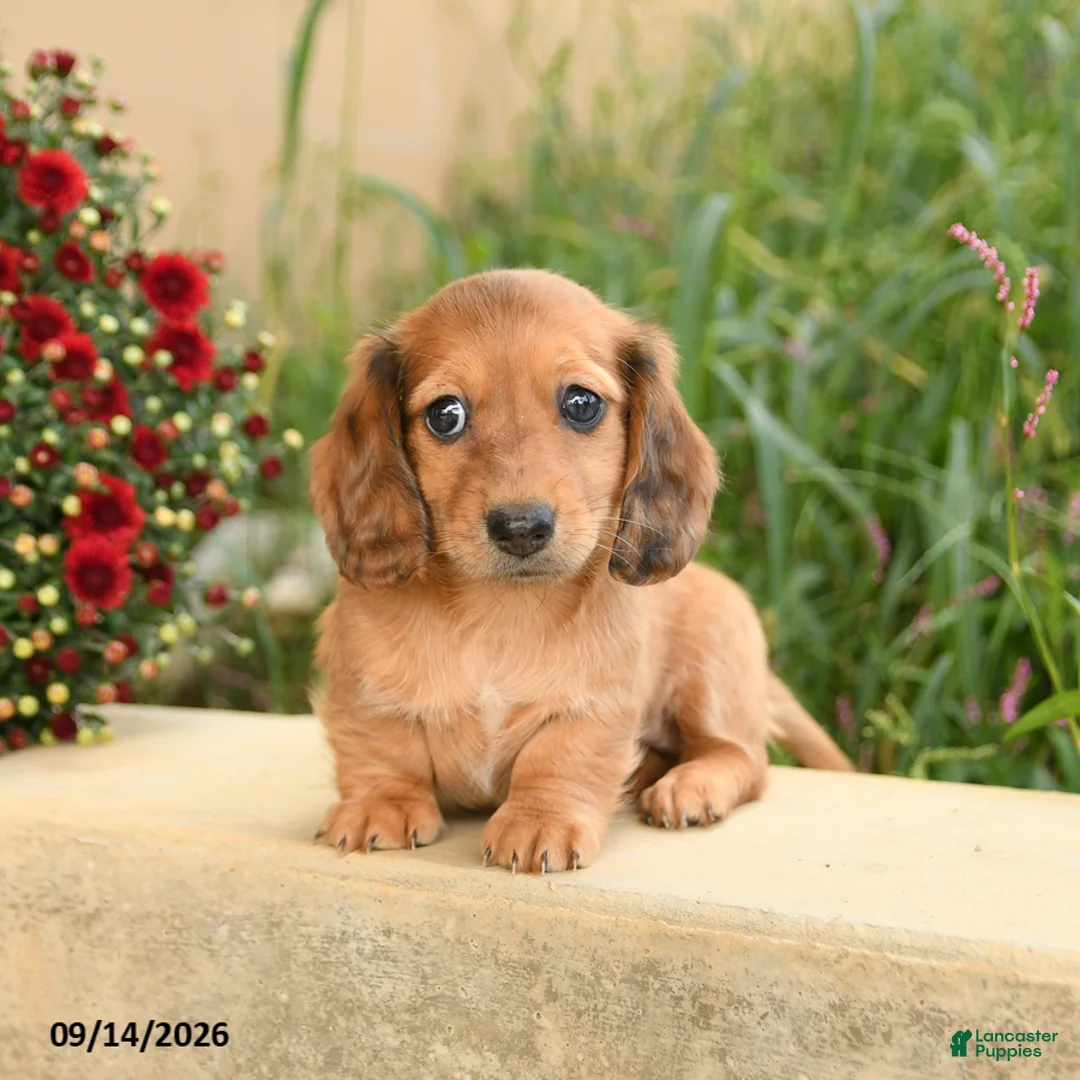 Miniature Dachshund dogs for sale: Flower - Ad 2