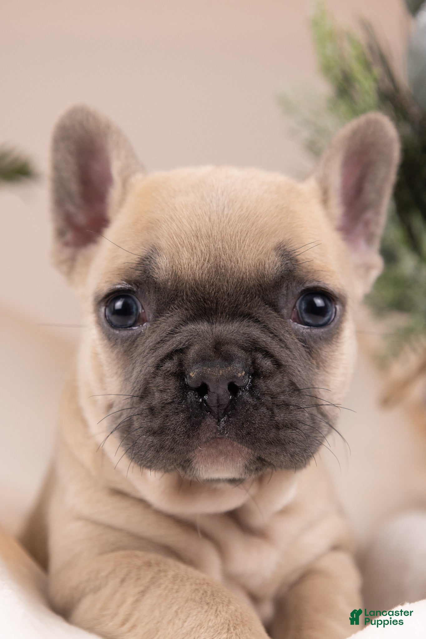 French Bulldog dogs Bluey - Ad 41