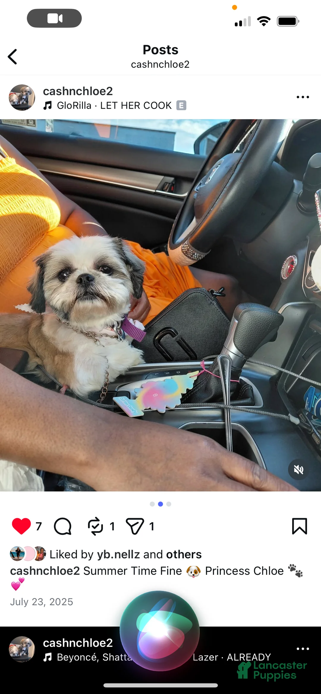 Malshi dogs for sale: Malshi Puppy 1 - Ad 4