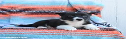 Mixed Breed dogs for sale: Rascal - Ad 3