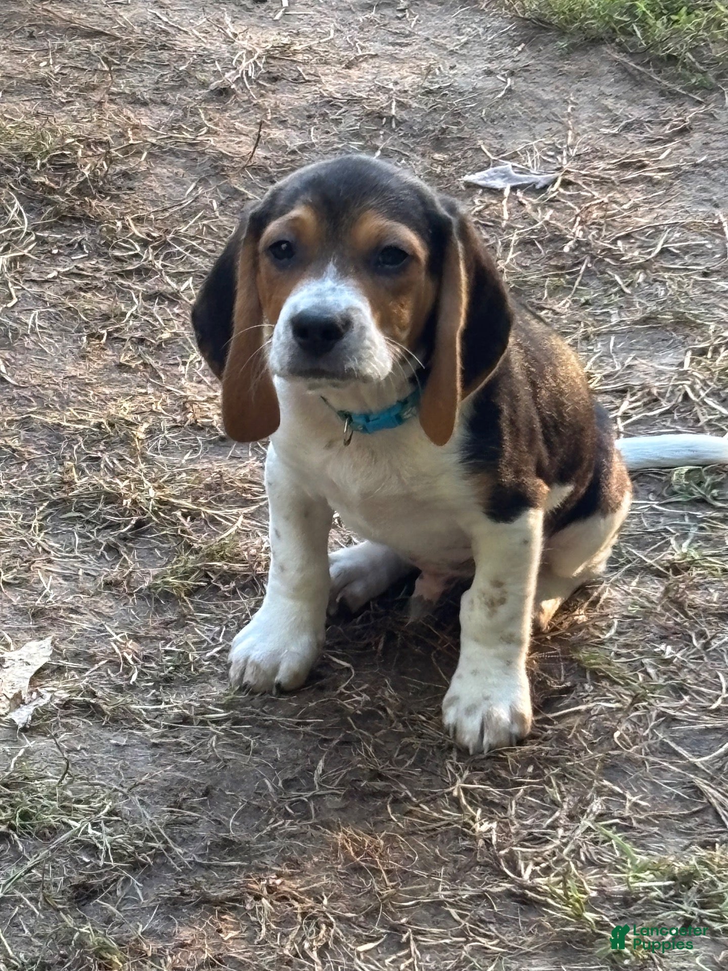 Beagle