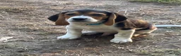 Beagle dogs for sale: Beagle 2 - Ad 1