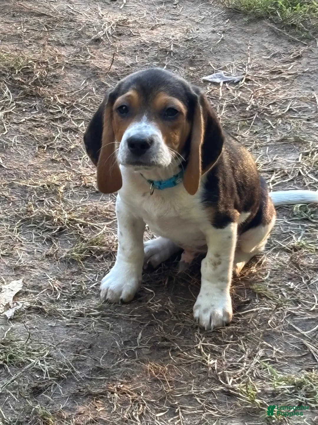 Beagle dogs for sale: Beagle 2 - Ad 1