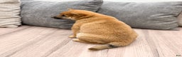 Shiba Inu dogs for sale: Lukas - Ad 5