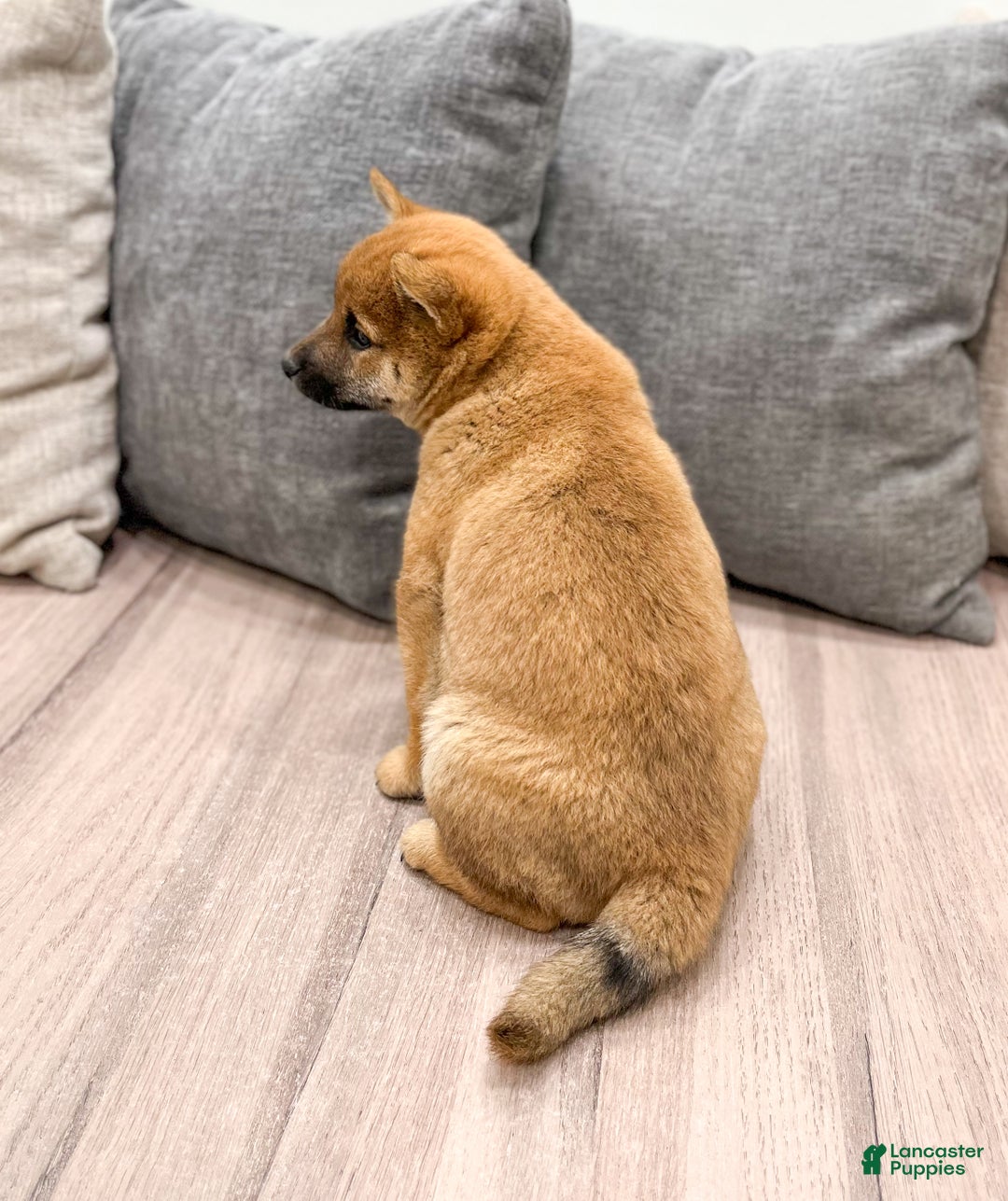 Shiba Inu dogs for sale: Lukas - Ad 5