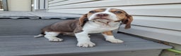 Beagle dogs for sale: HONEY - Ad 4