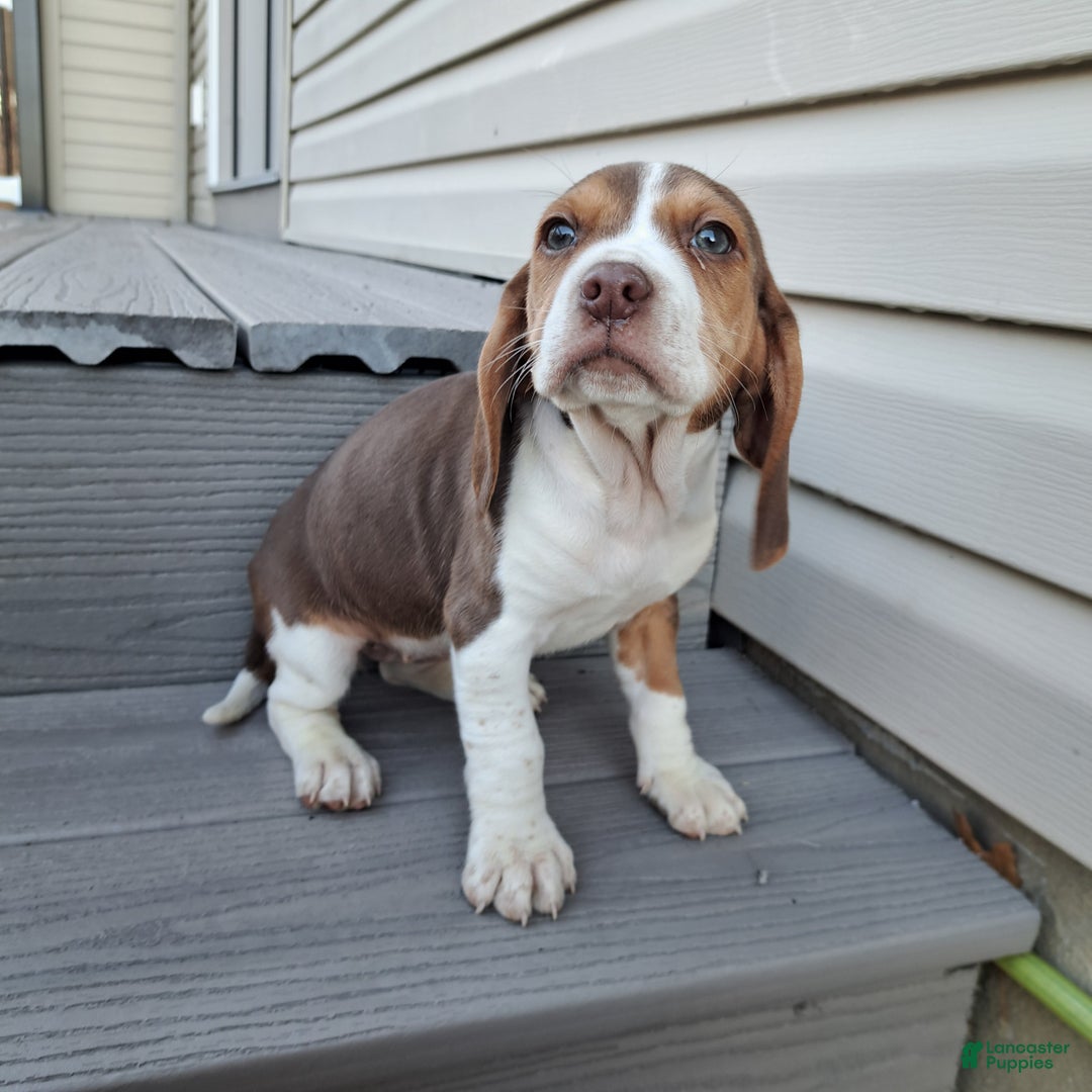 Beagle dogs for sale: HONEY - Ad 4