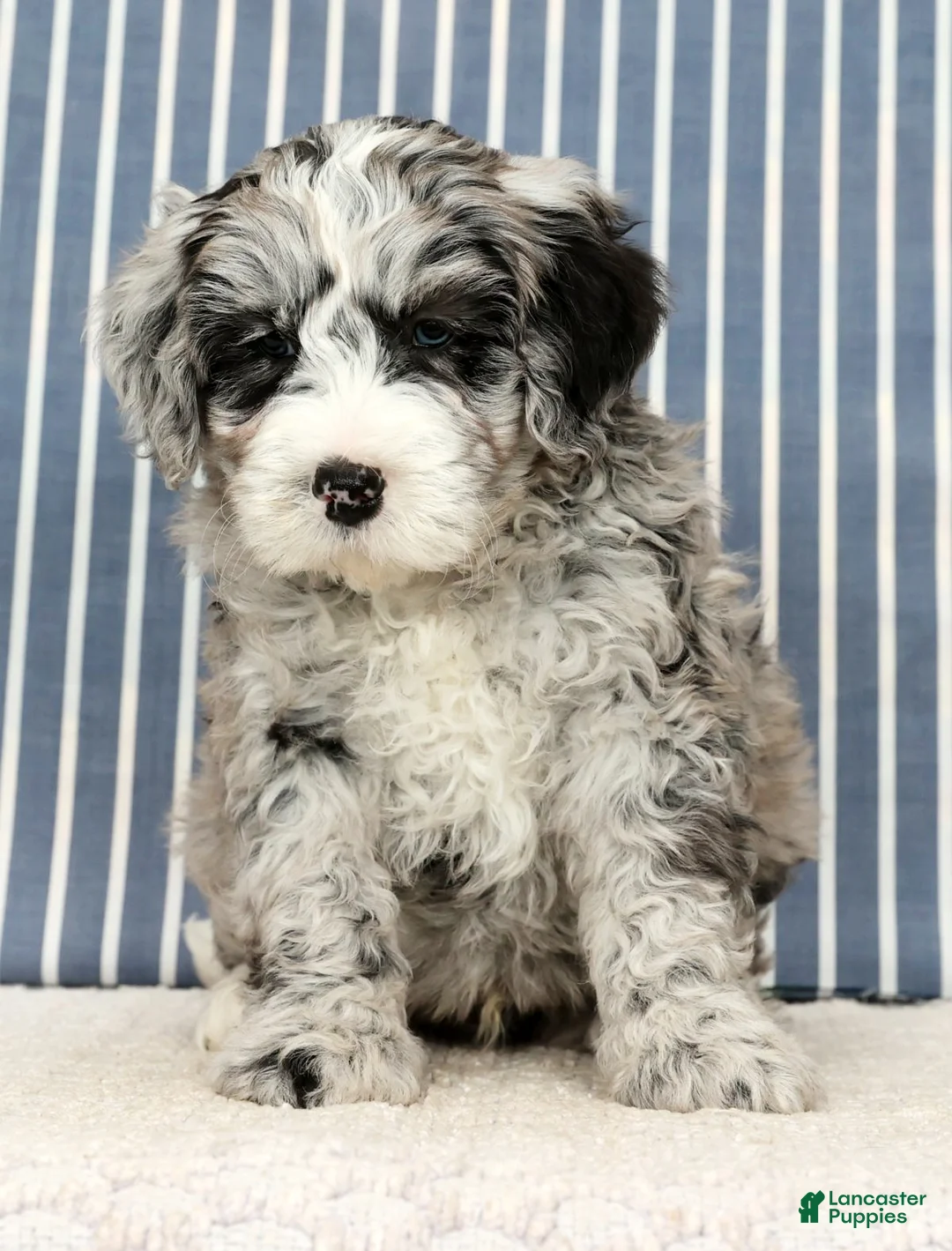 Mini Bernedoodle dogs for sale: Tannor - Ad 4
