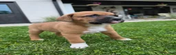 Mixed Breed dogs for sale: Bo - Ad 6