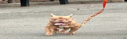American Bully dogs for sale: Cash - Ad 2