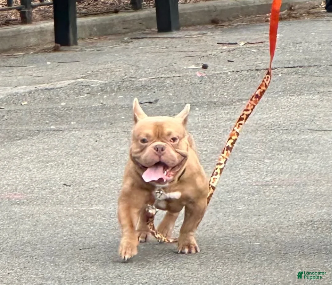 American Bully dogs for sale: Cash - Ad 2