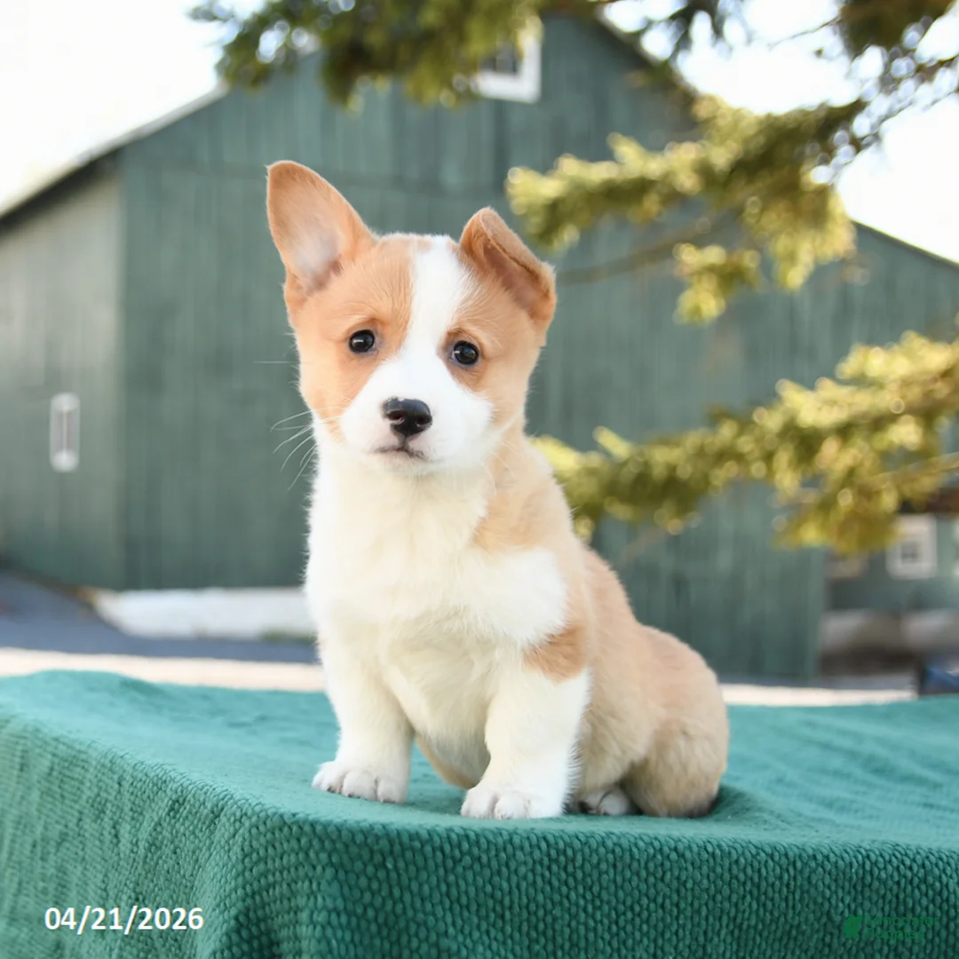Welsh Corgi Pembroke dogs for sale: Scout - Ad 2