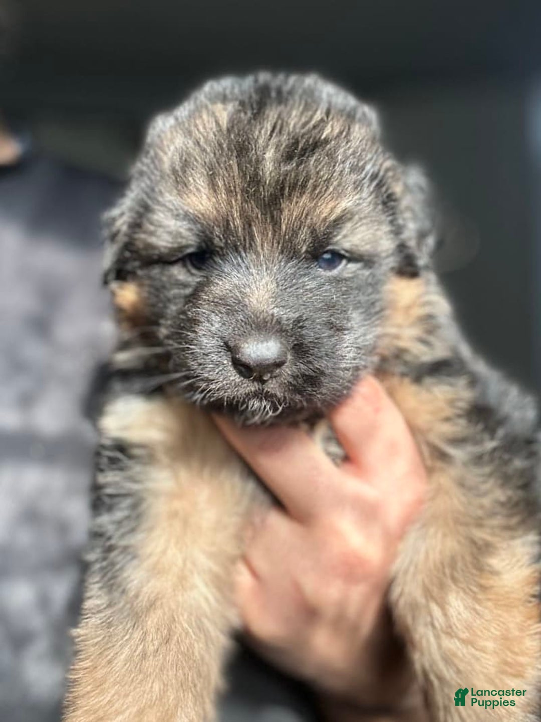 German Shepherd dogs for sale: Mango - Ad 3