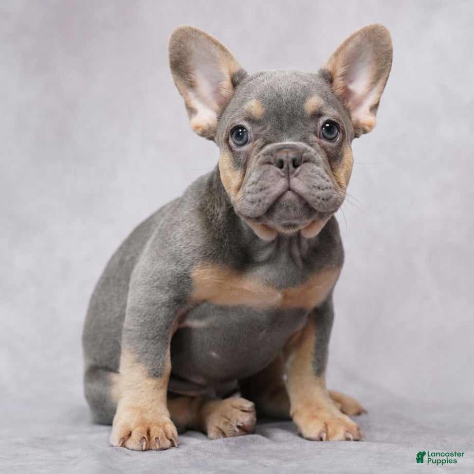 French Bulldog dogs Brielle - Ad 1