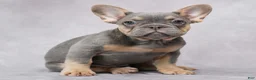 French Bulldog dogs for sale: Brielle - Ad 1