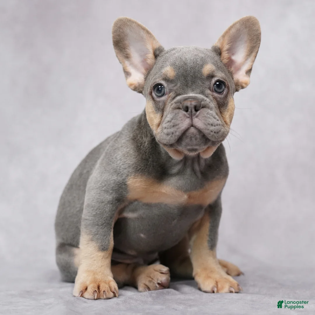 French Bulldog dogs for sale: Brielle - Ad 1
