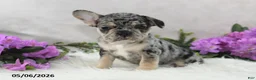 French Bulldog dogs for sale: Heather - Ad 4