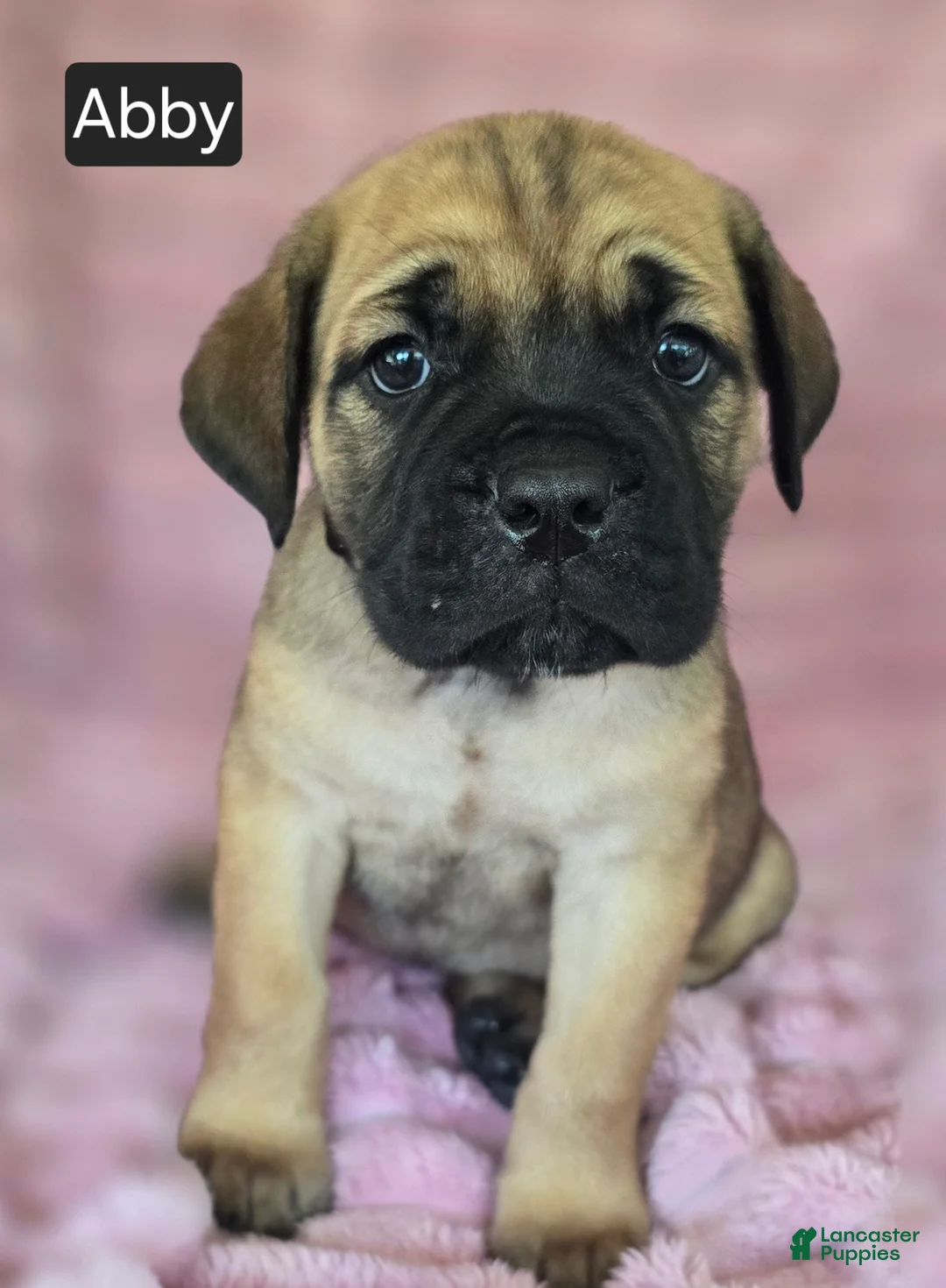Cane Corso dogs for sale: Abby - Ad 9
