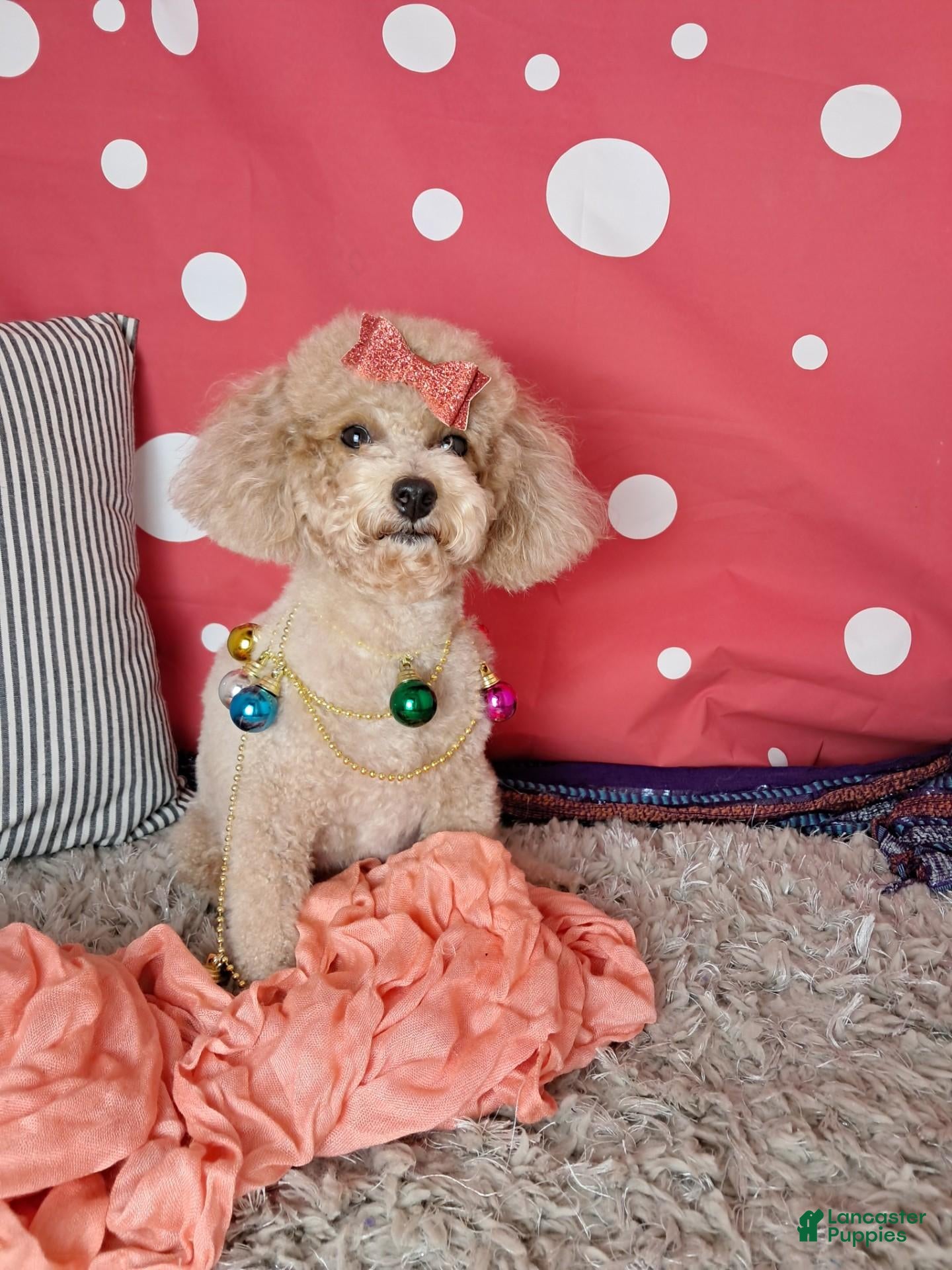 Toy Poodle dogs asher - Ad 2