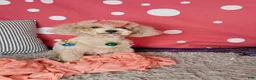 Toy Poodle dogs for sale: asher - Ad 2