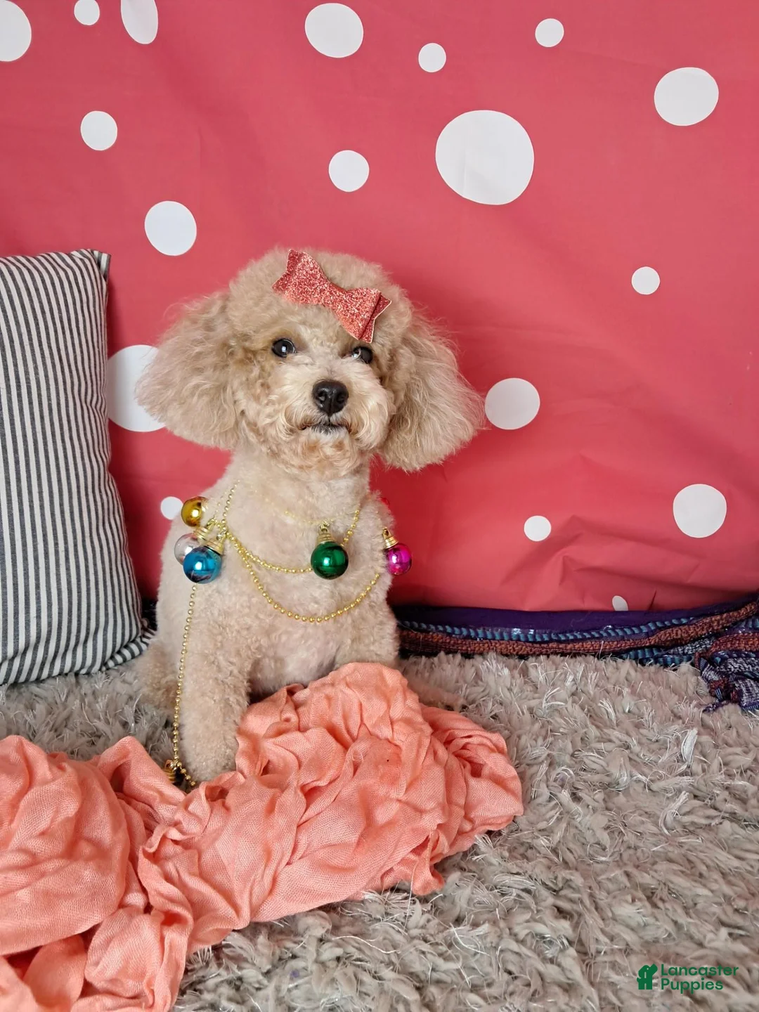 Toy Poodle dogs for sale: asher - Ad 2